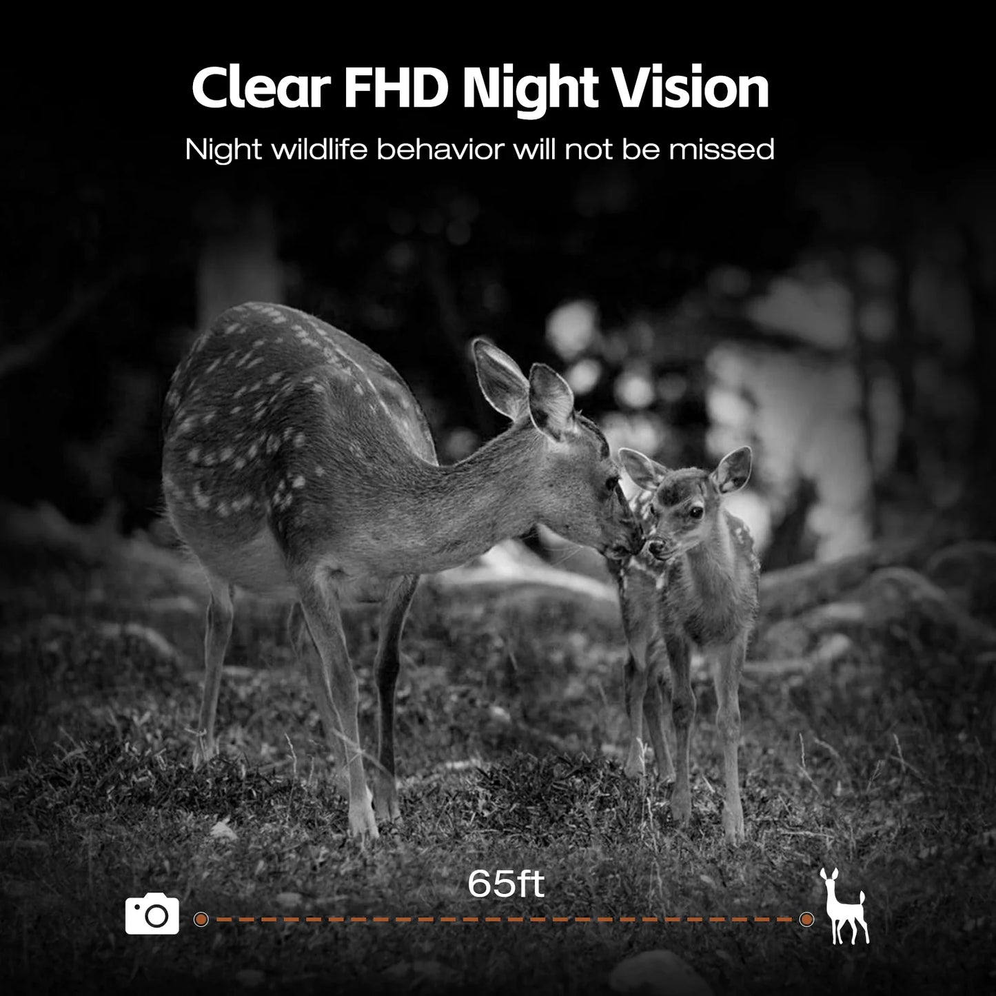 Capture wildlife behavior with a 65-foot detection range using clear FHD night vision.