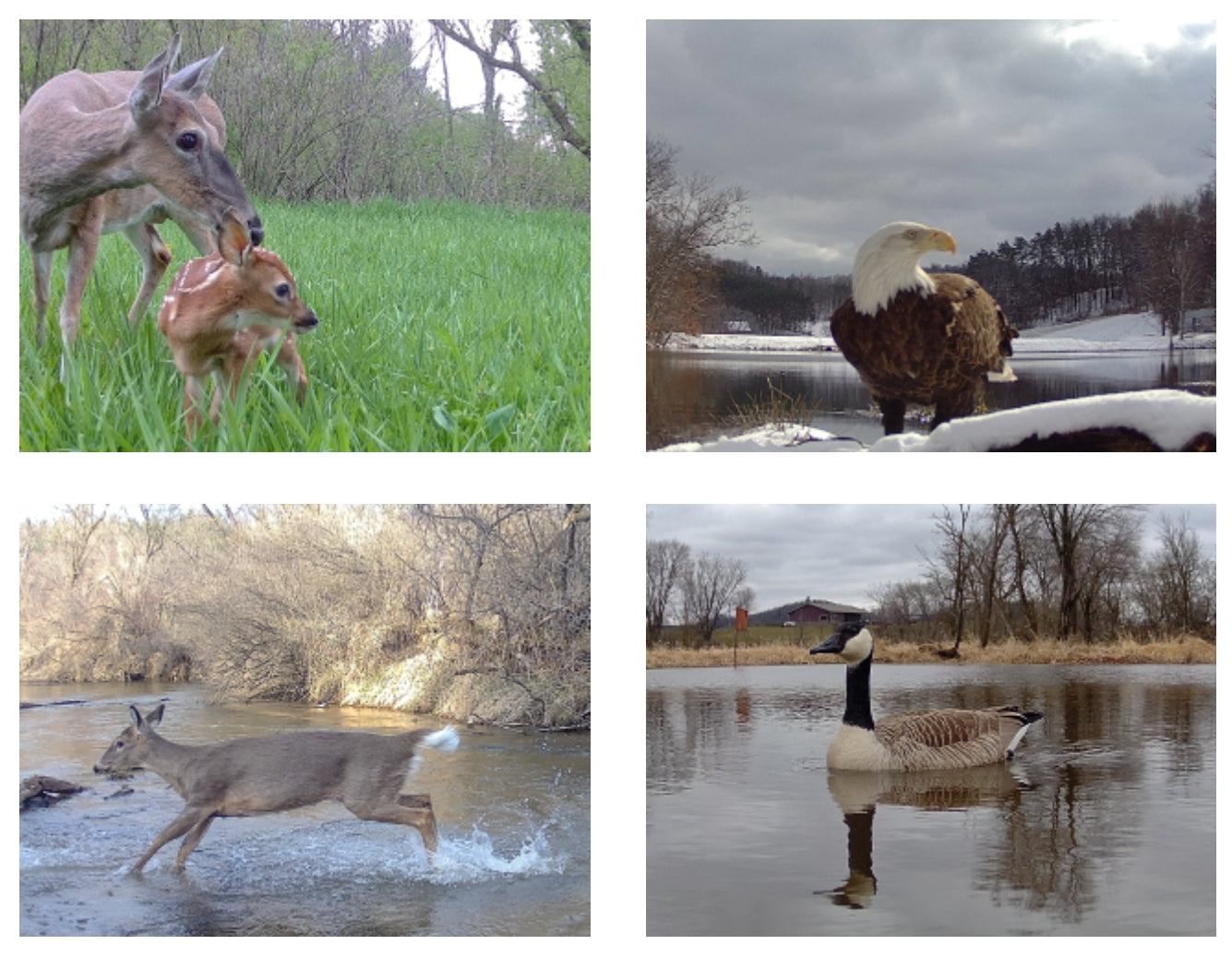 Tactacam Reveal Pro 3.0 camera specifications, including features like 4K photo and 80' flash range.